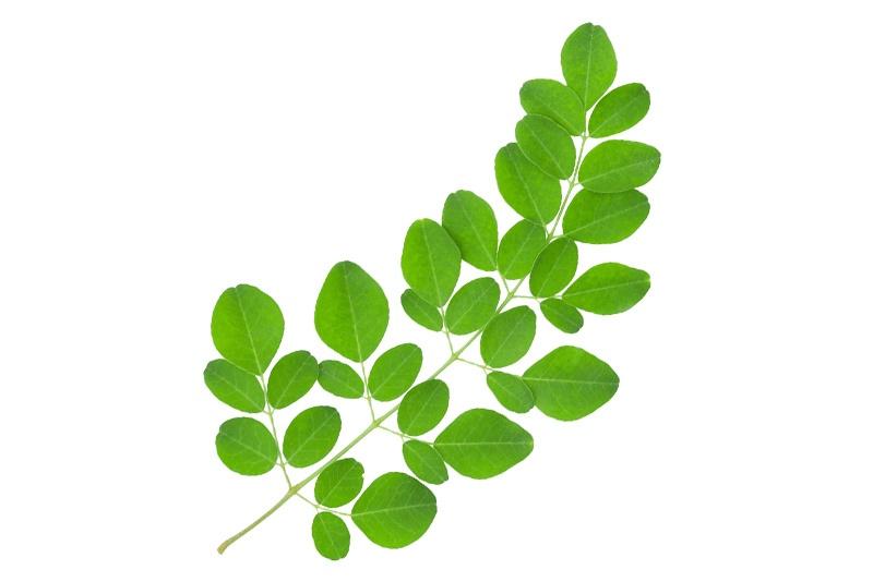 Fermented Moringa Oil