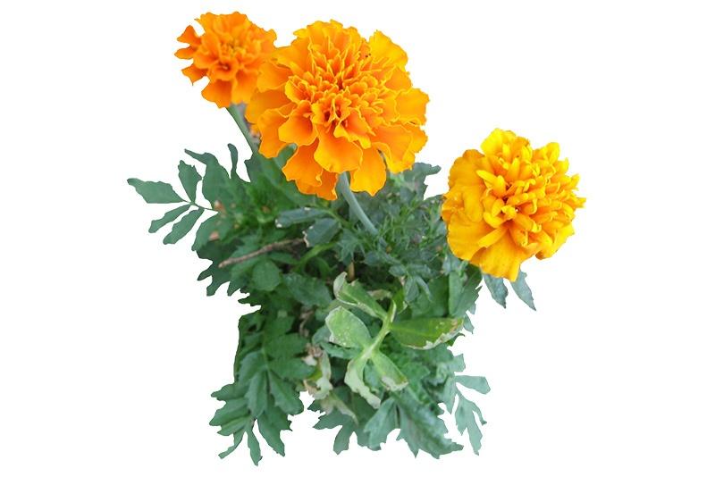Marigold