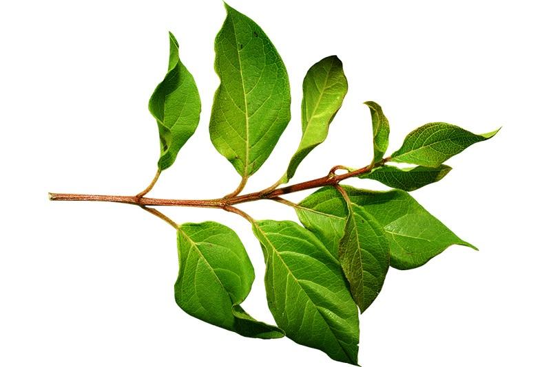 Bay Leaf Extract