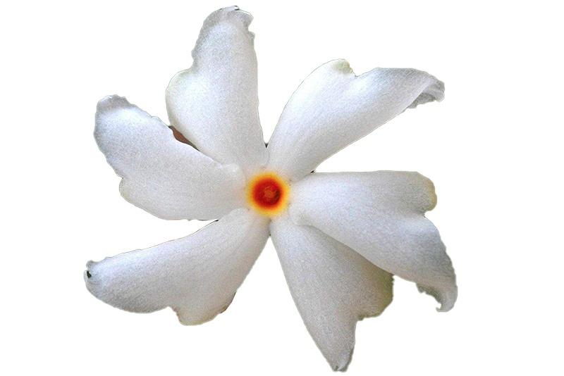 Parijat