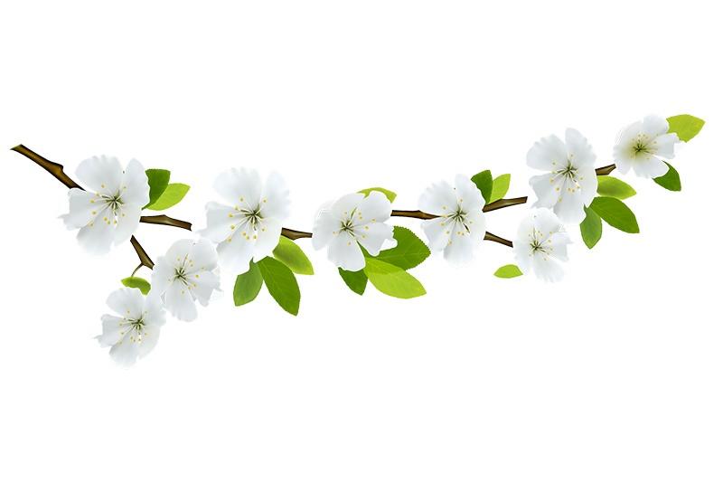 Jasmine