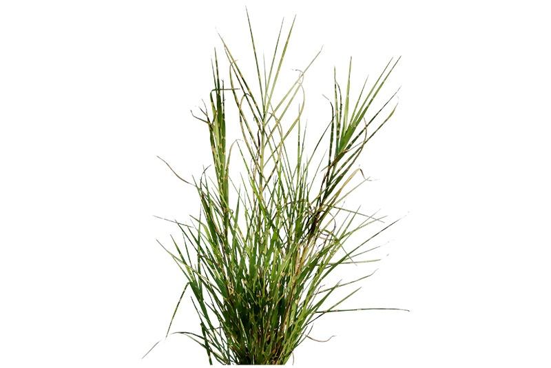 Vetiver