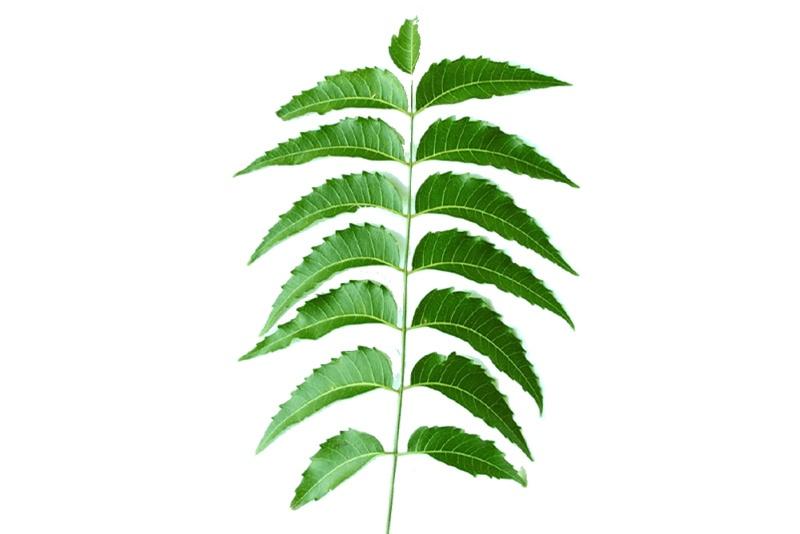 Neem