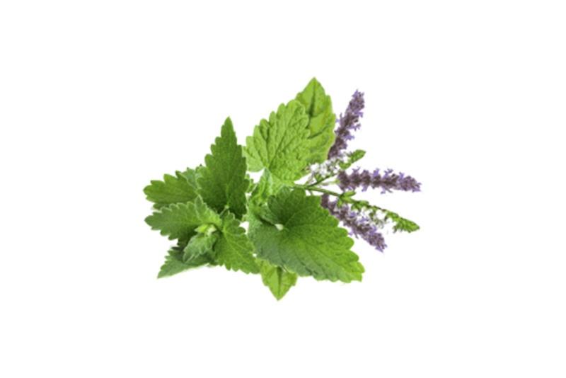Patchouli Oil