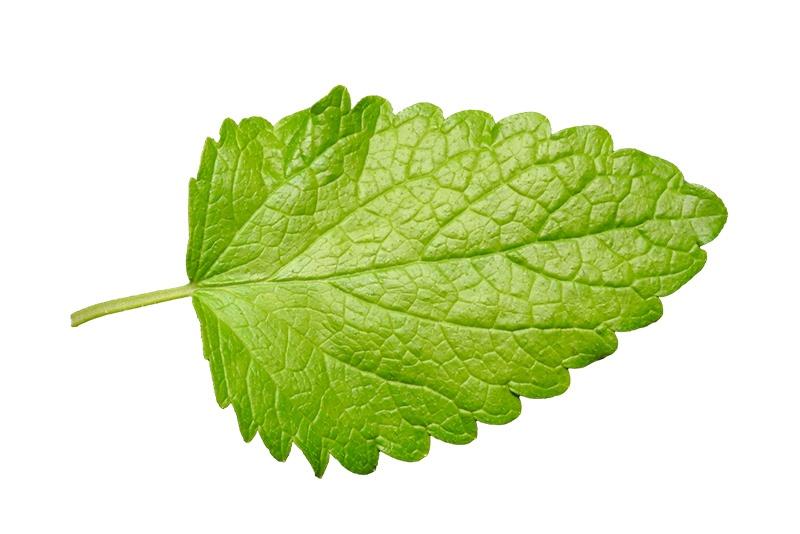 Lemon Balm