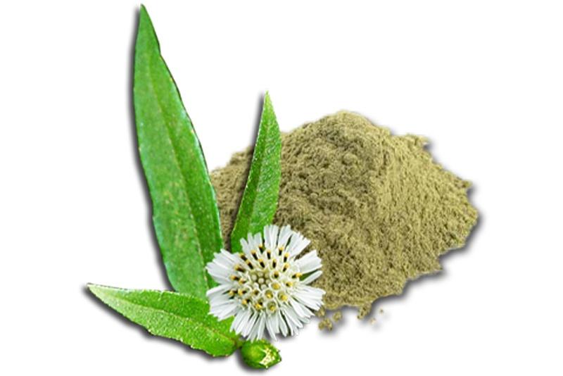 Bhringraj