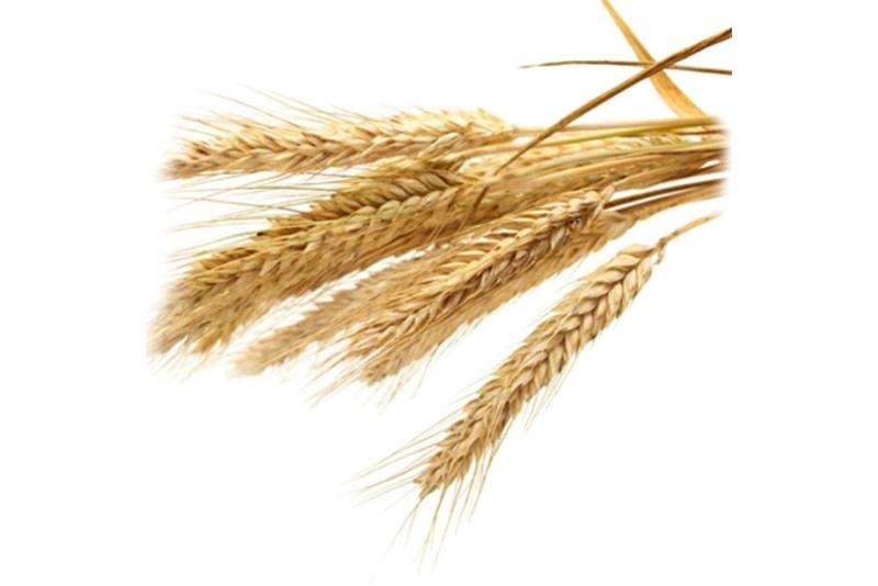 Wheat Germ Oil (Ghenu)
