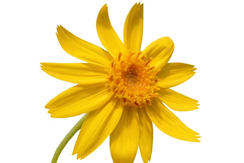 Arnica
