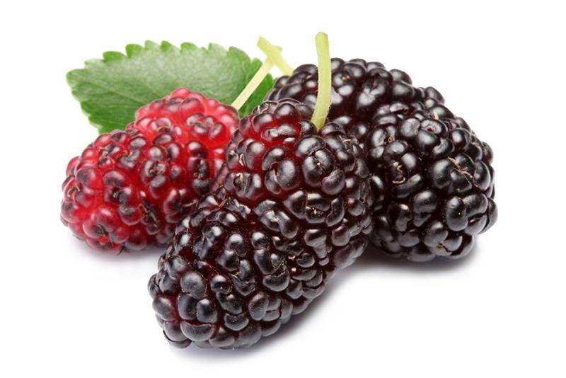 Shahtoot (Mulberry)