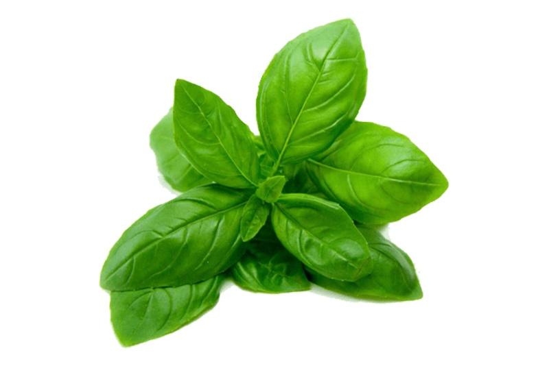 Holy Basil Essential Oil