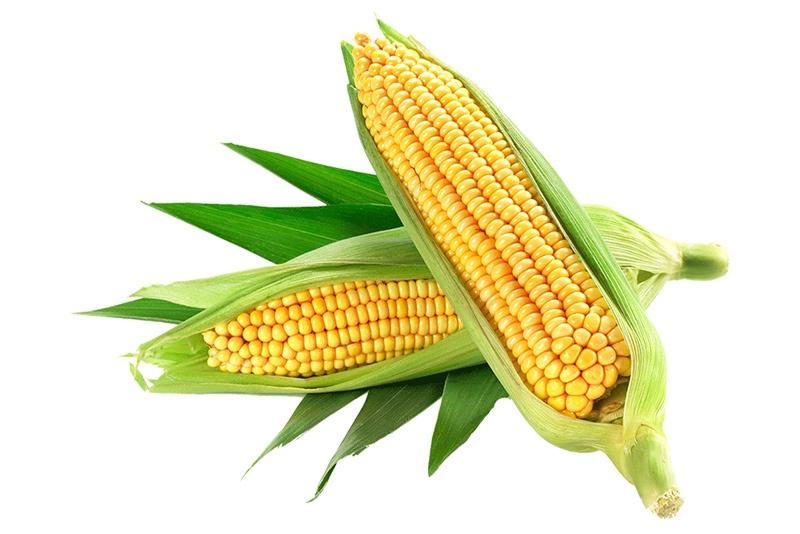 Corn Starch Powder