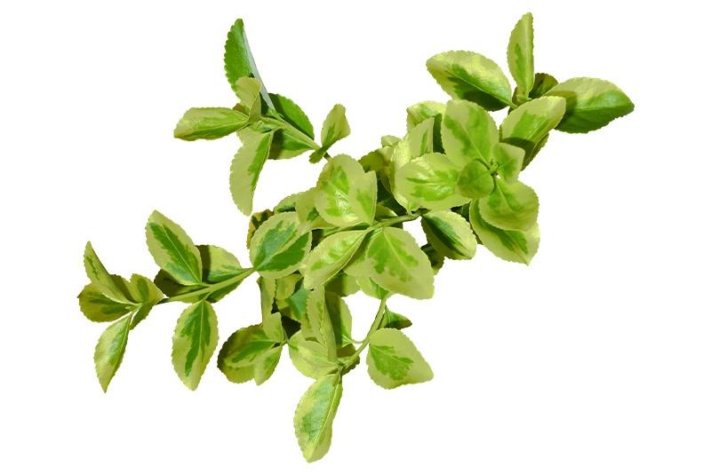 Marjoram