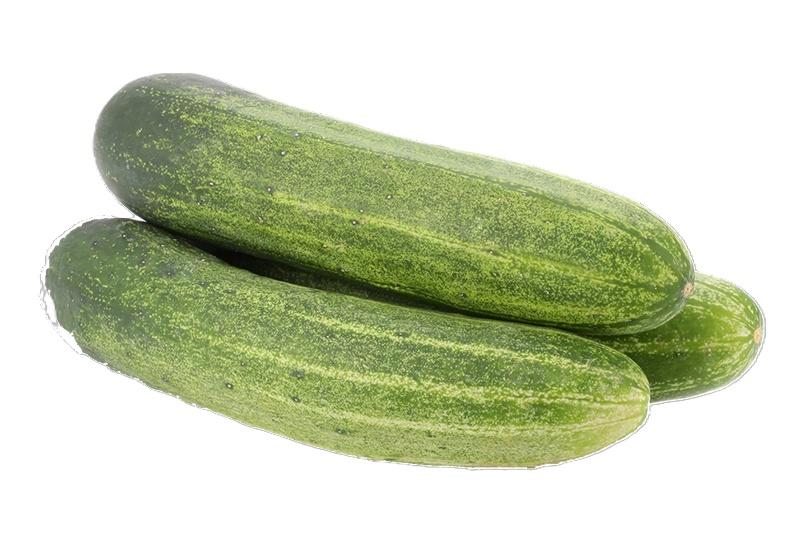 Cucumber